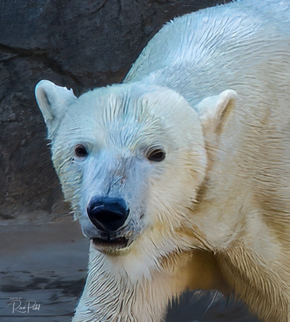 Polar Bear - Photos by Ravi